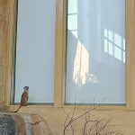 small meerkat in front of a big window, looking back toward us
