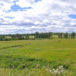 blue sky with fluffy white clouds over a broad grassy plain with dark trees in the distance