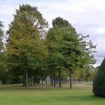A giant softly pyramidal yew tree appears to be gliding across the lawn chasing some trees and some people