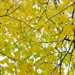 Yellow maple leaves with a few thin black branches against a light-coloured sky